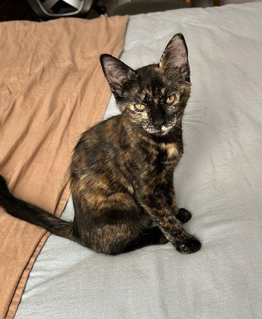 Enlarge Cassie (Courtesy Post), a Adoptable Domestic Short Hair in San Jose, CA image 2/3