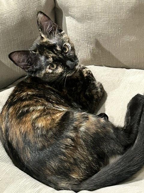 Enlarge Cassie (Courtesy Post), a Adoptable Domestic Short Hair in San Jose, CA image 3/3