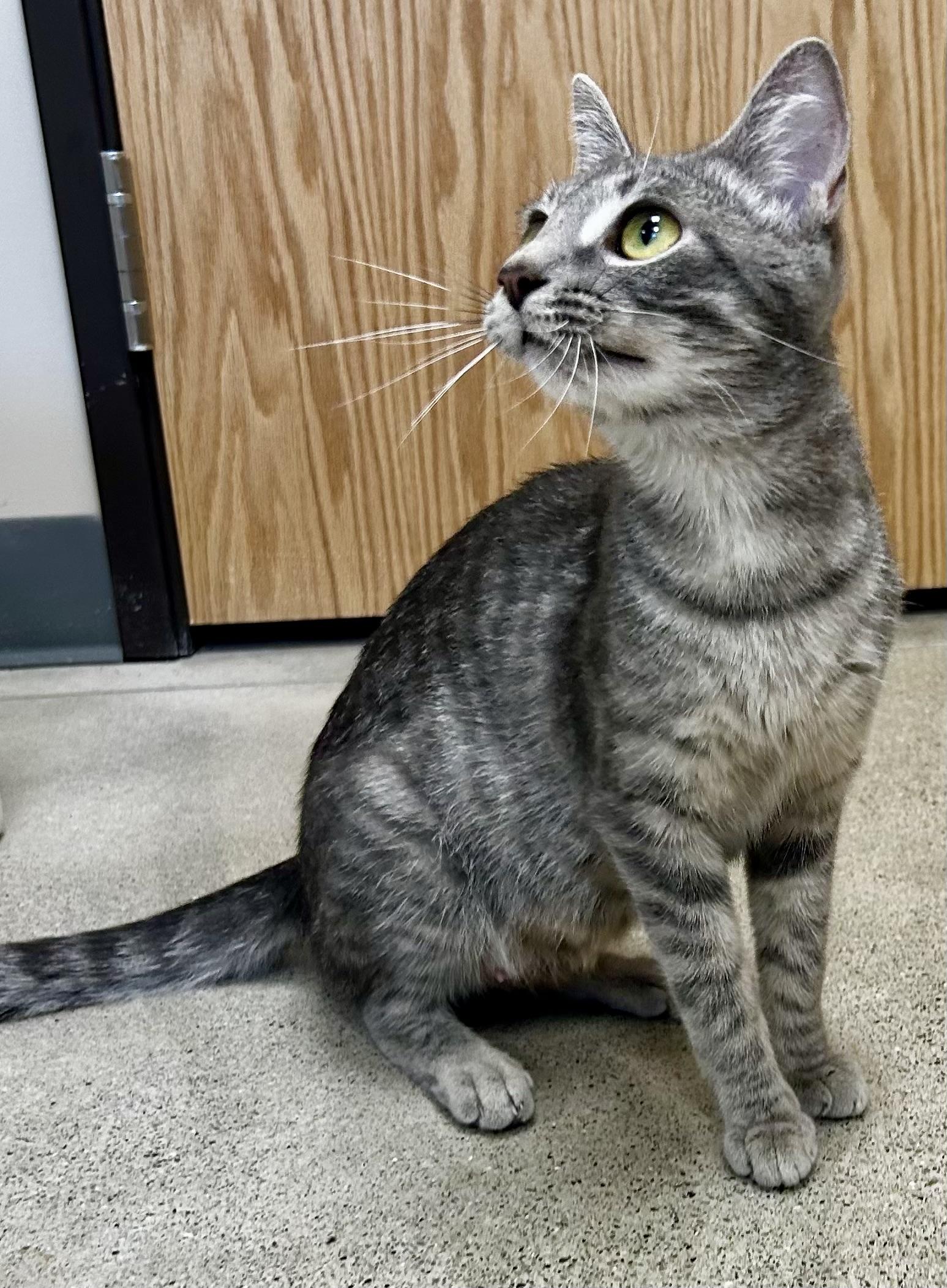 Enlarge Mia, a Adoptable Tabby in Sandusky, MI image 2/2