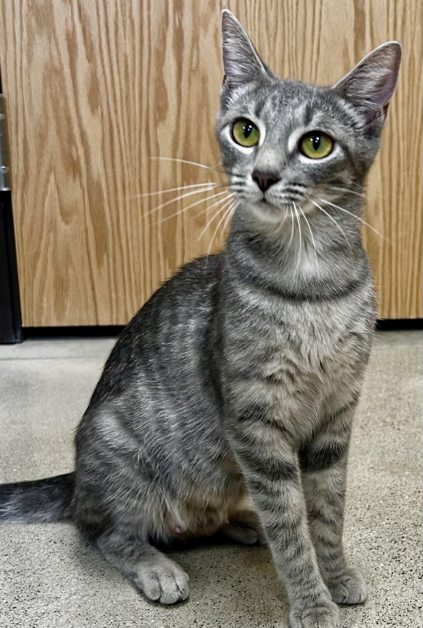 Enlarge Mia, a Adoptable Tabby in Sandusky, MI image 1/2