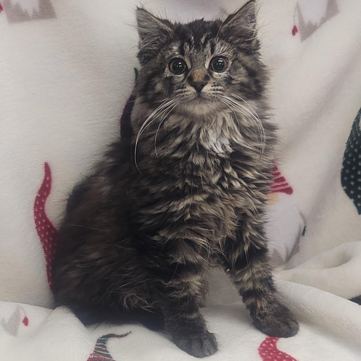 Akami, adopted, Kitten Female Domestic Long Hair.