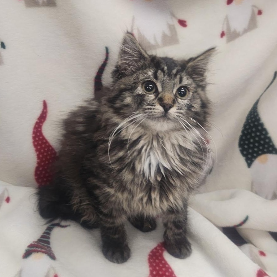 Enlarge Akami, an adopted Domestic Long Hair in Frederick, MD image 2/2