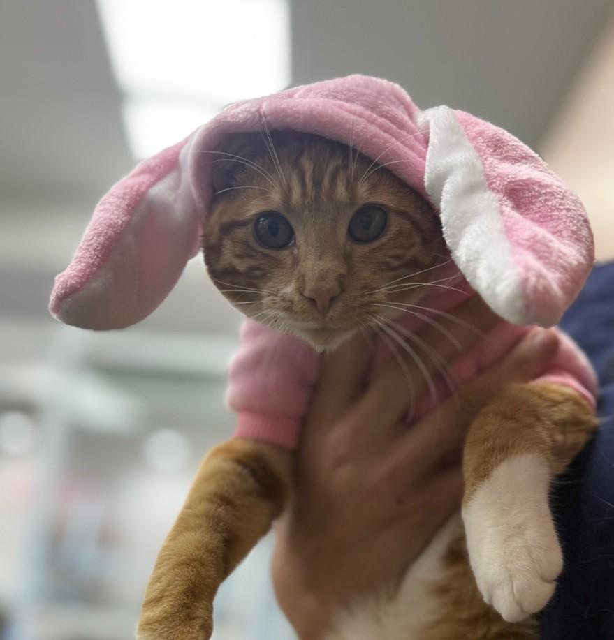 Enlarge A209764, a Adoptable Domestic Short Hair in Olivehurst, CA image 1/1