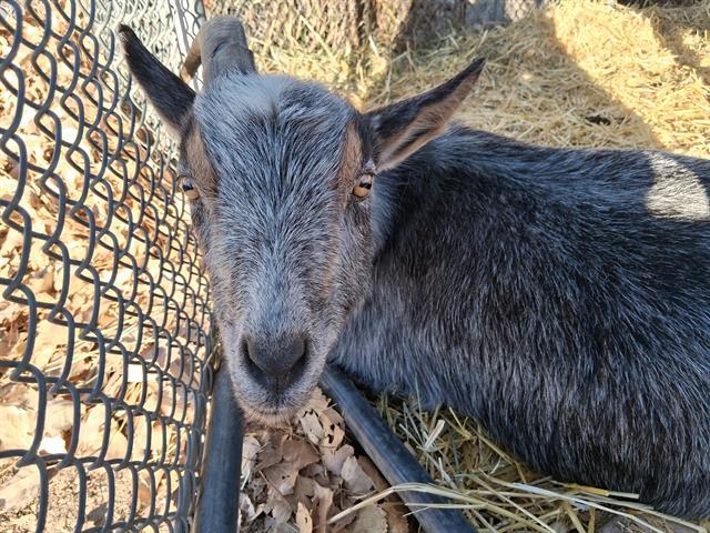 Enlarge LEVI, a Adoptable Goat in Pueblo, CO image 1/1