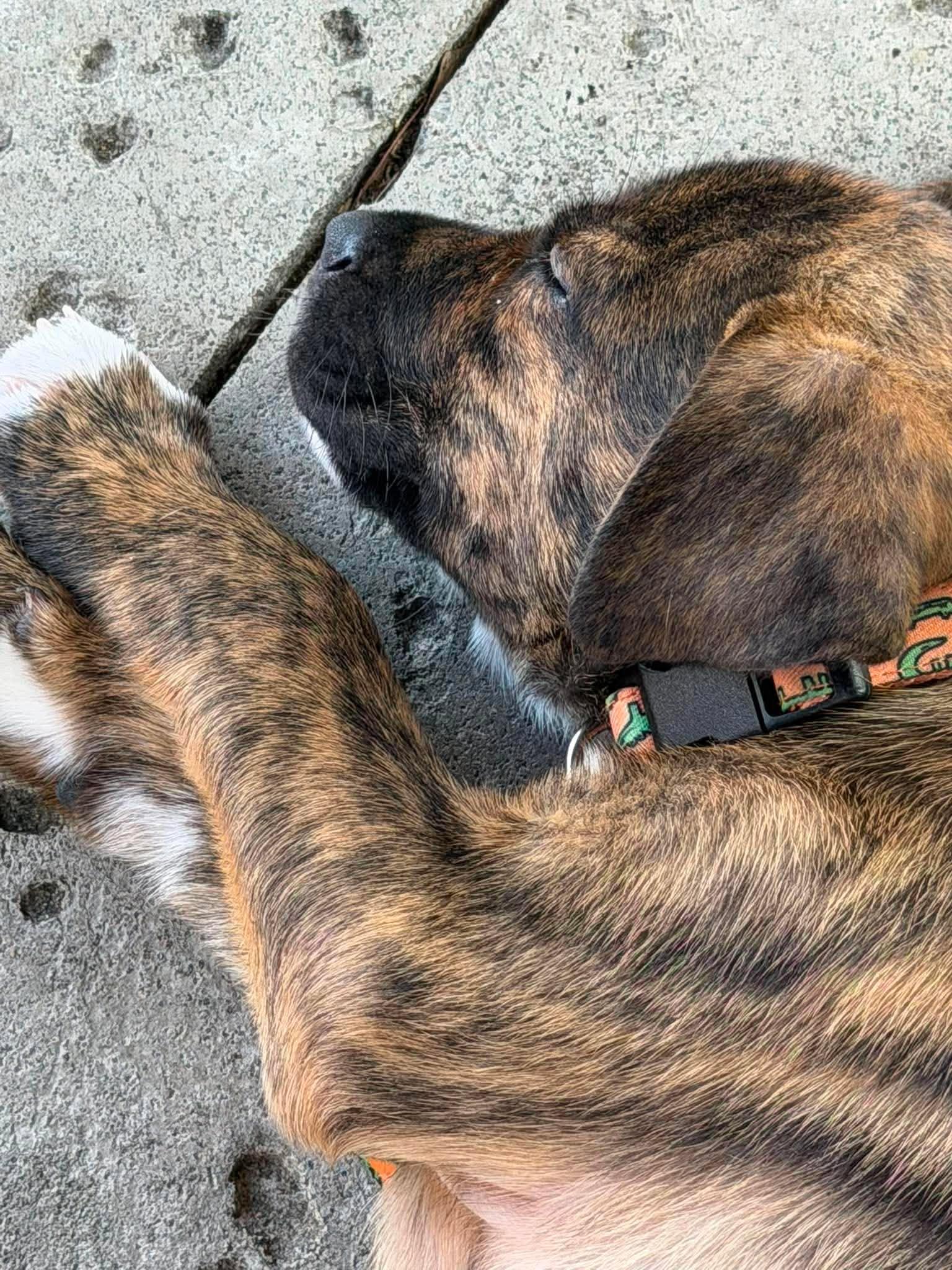 Hickory, Adoptable, Puppy Male Mixed Breed.