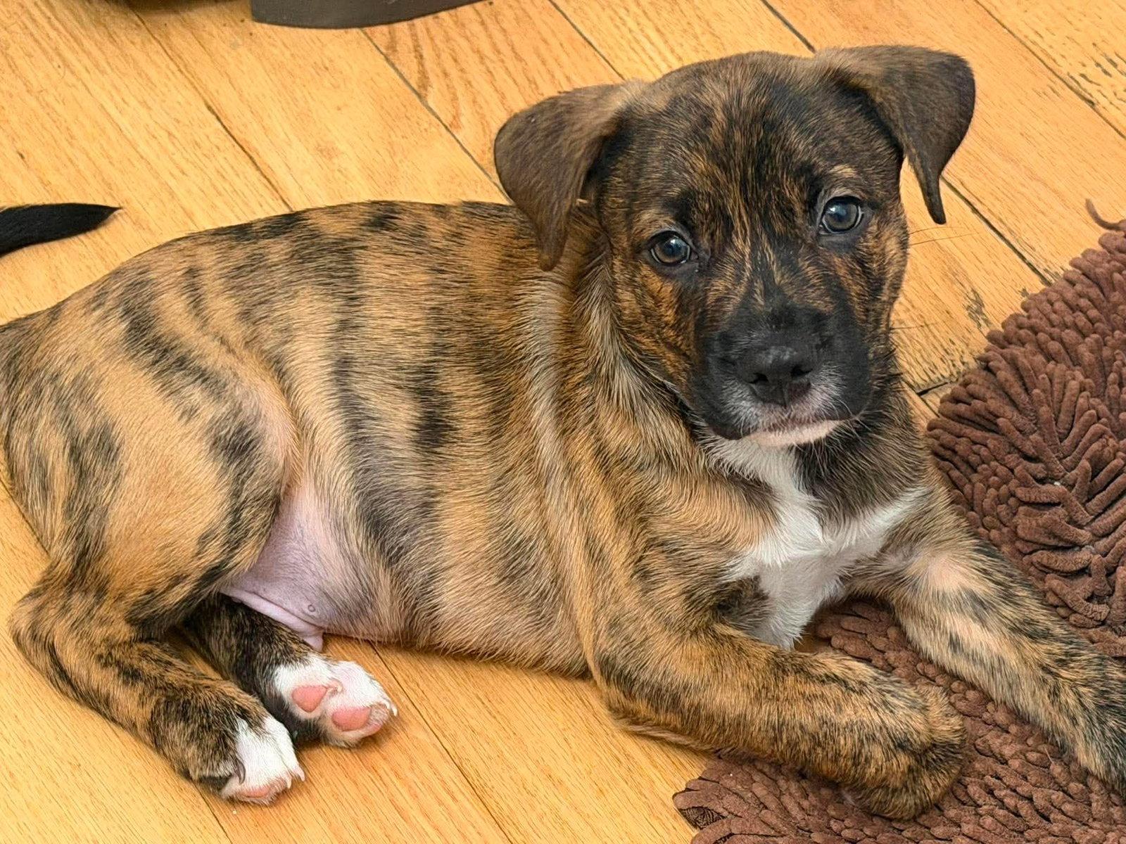 Enlarge Hickory, a Adoptable Mixed Breed in Mount Pleasant, SC image 2/3