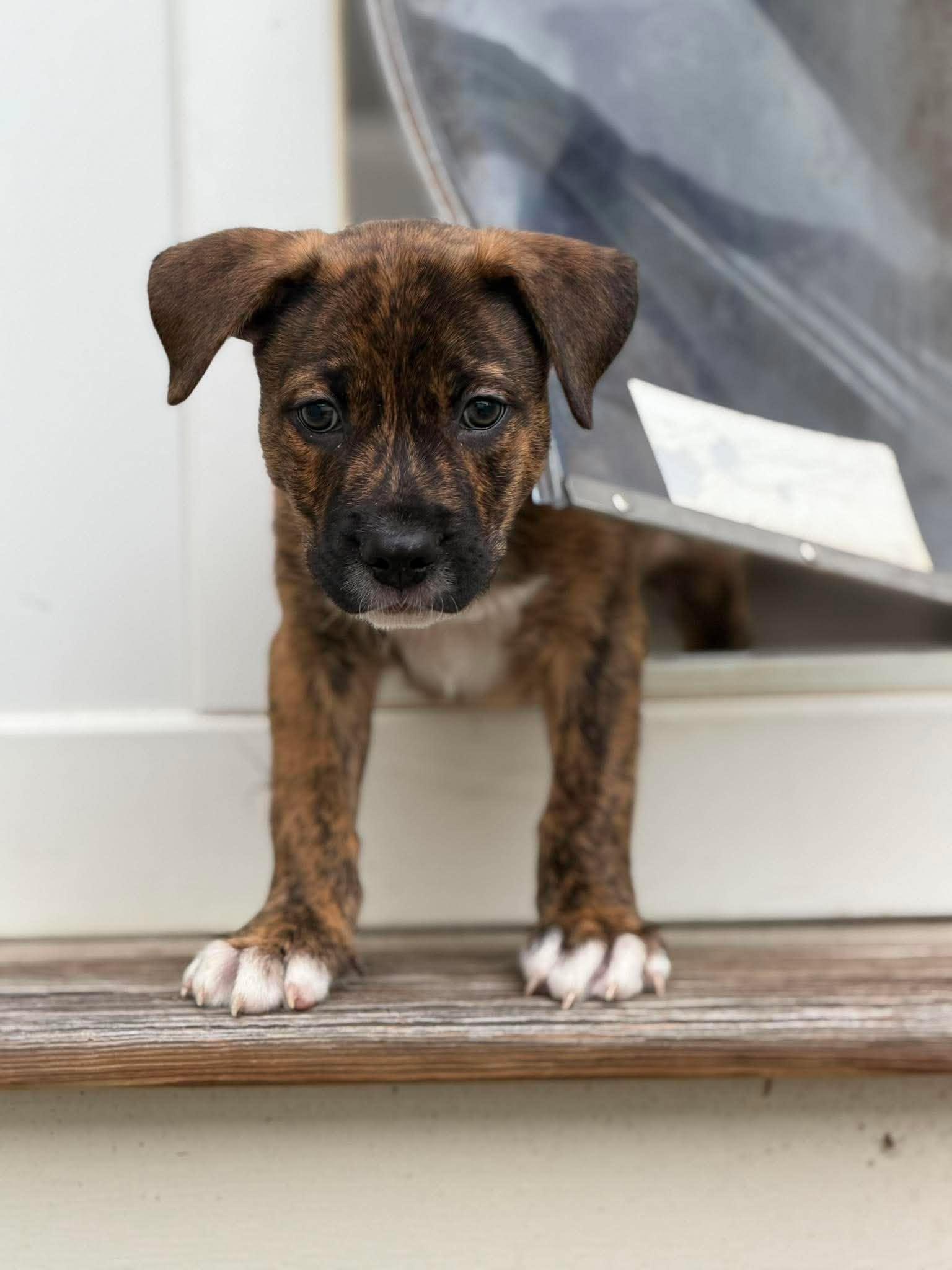 Enlarge Hickory, a Adoptable Mixed Breed in Mount Pleasant, SC image 3/3
