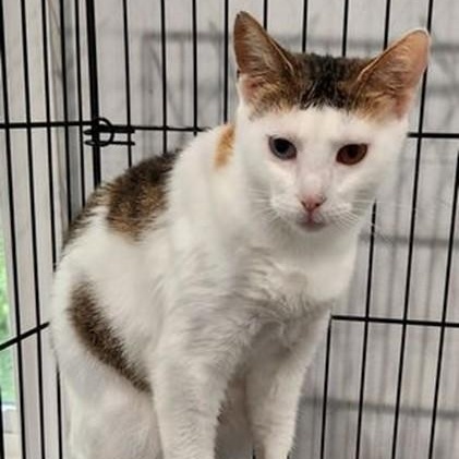 Enlarge Princess, a Adoptable Calico in Lancaster, VA image 1/1