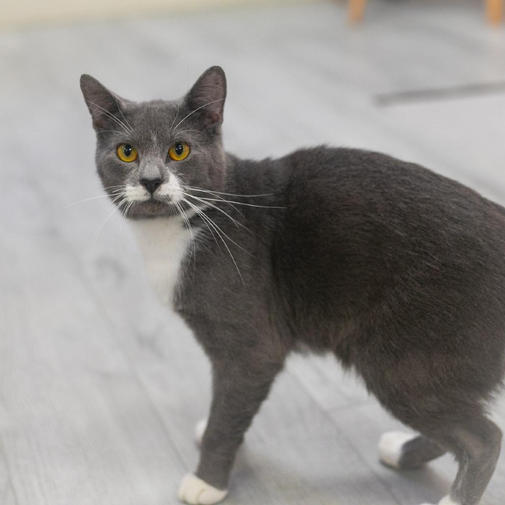 Bluey, Adoptable, Adult Male Domestic Short Hair.