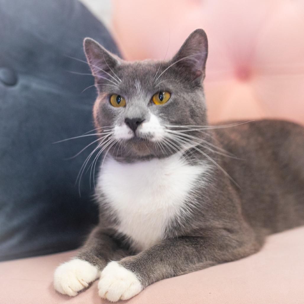 Bluey, a Adoptable Domestic Short Hair in Ponte Vedra, FL image 2/6