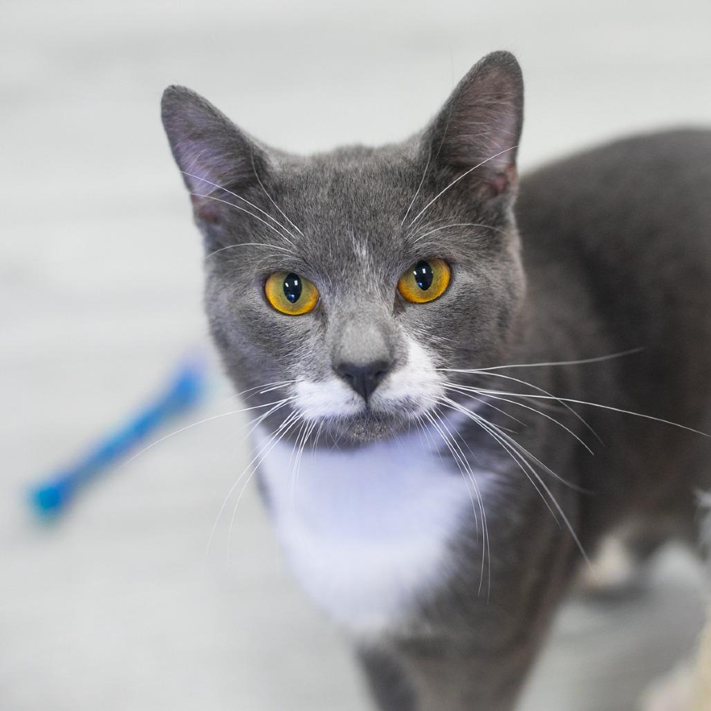 Bluey, a Adoptable Domestic Short Hair in Ponte Vedra, FL image 3/6