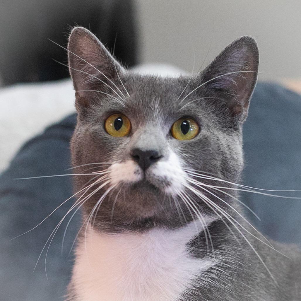 Bluey, a Adoptable Domestic Short Hair in Ponte Vedra, FL image 4/6