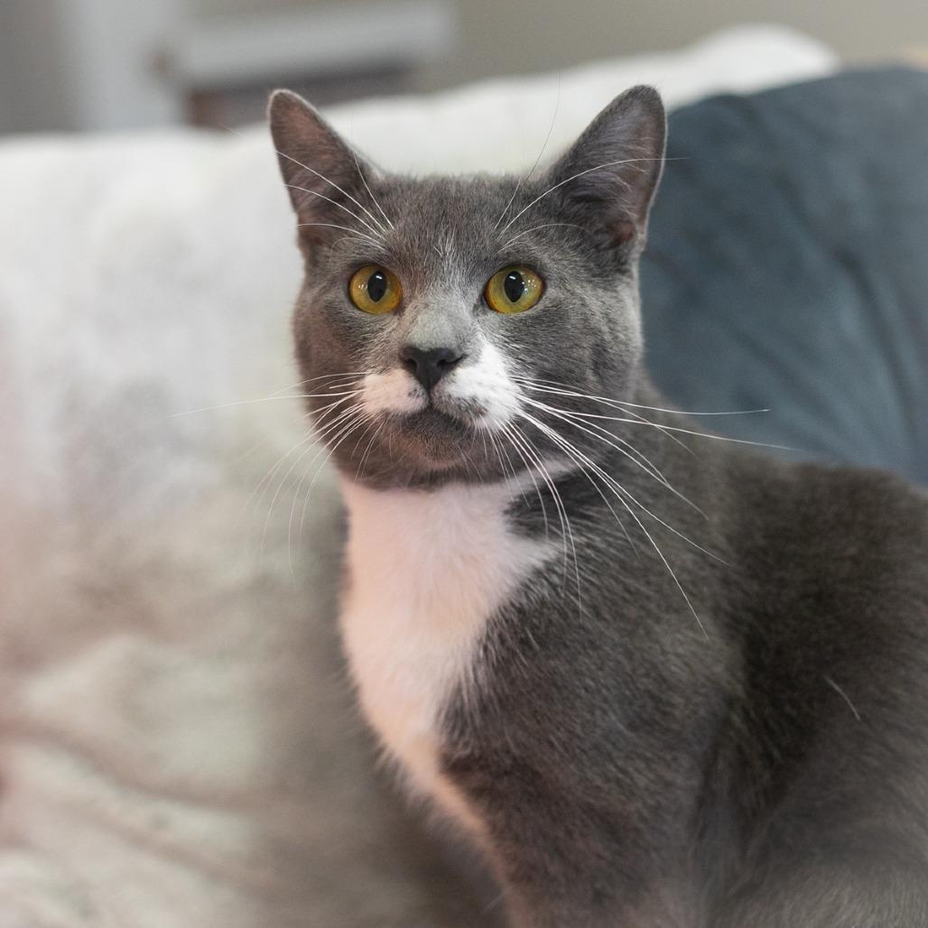 Bluey, a Adoptable Domestic Short Hair in Ponte Vedra, FL image 5/6