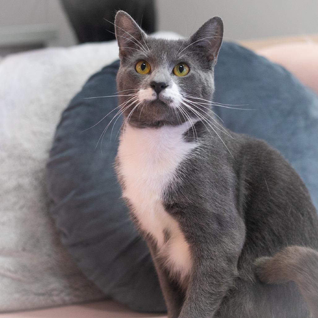 Bluey, a Adoptable Domestic Short Hair in Ponte Vedra, FL image 6/6