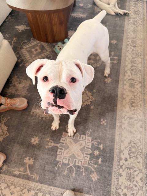 Adkins, a Adoptable Boxer in Hewitt, TX image 1/6