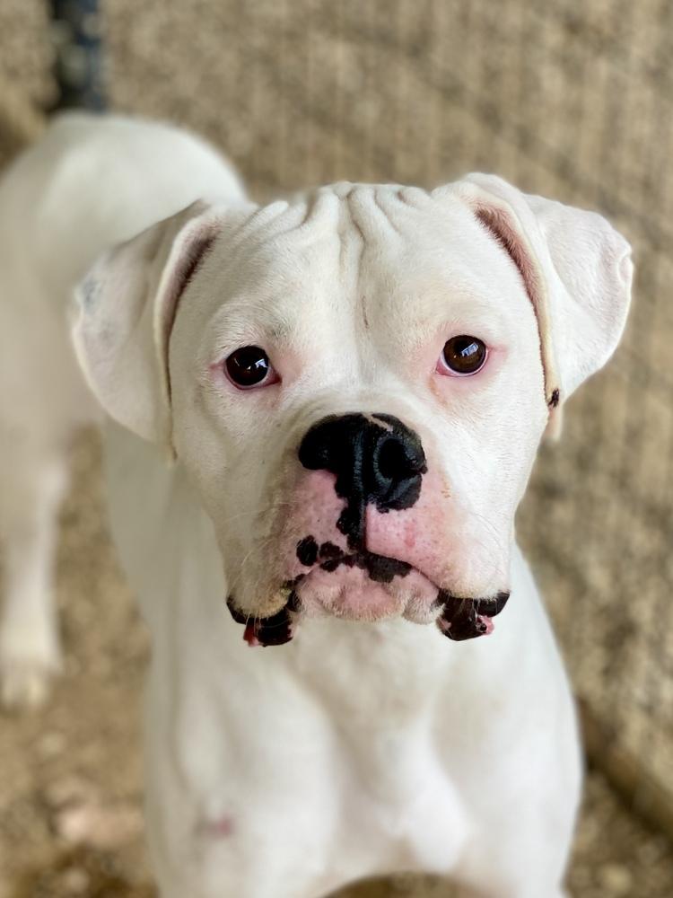 Adkins, a Adoptable Boxer in Hewitt, TX image 2/6