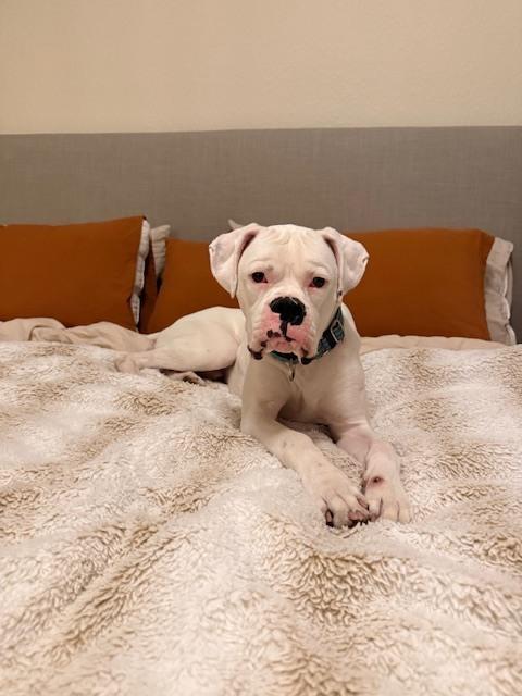 Adkins, a Adoptable Boxer in Hewitt, TX image 4/6