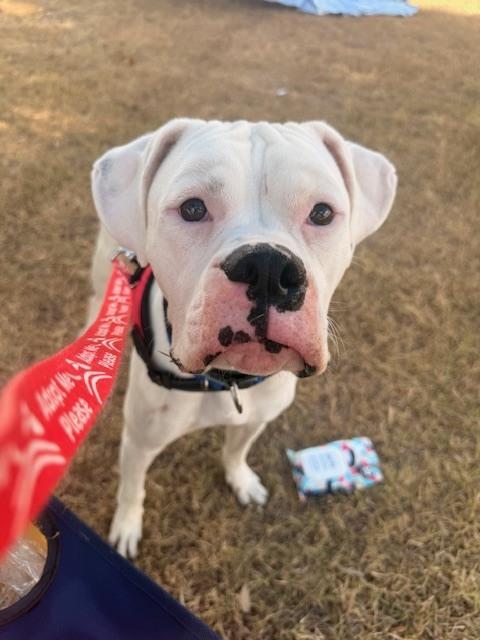 Adkins, a Adoptable Boxer in Hewitt, TX image 5/6