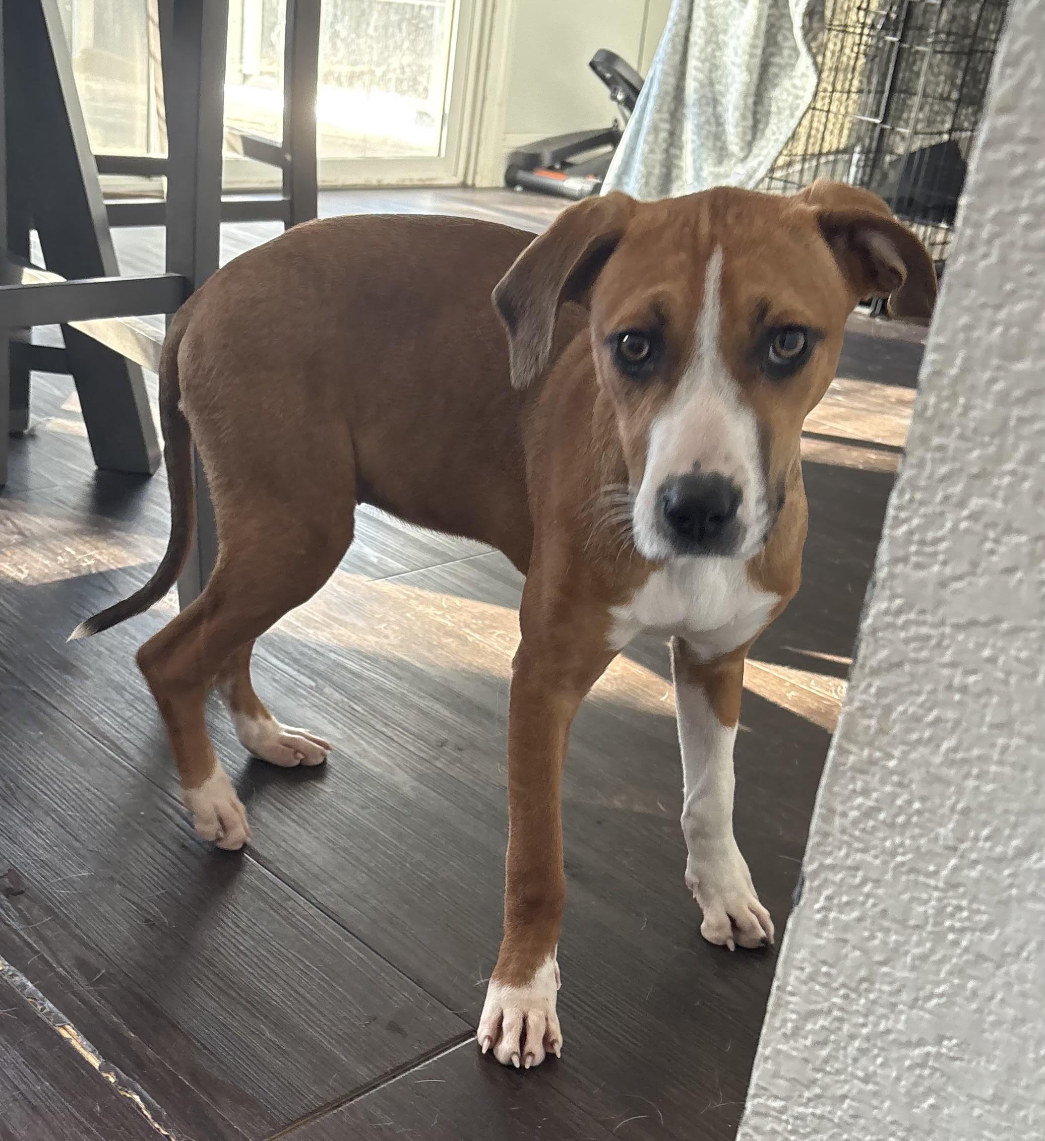 Enlarge Penny, a ADOPTABLE mixed breed in tracy, CA image 2/2