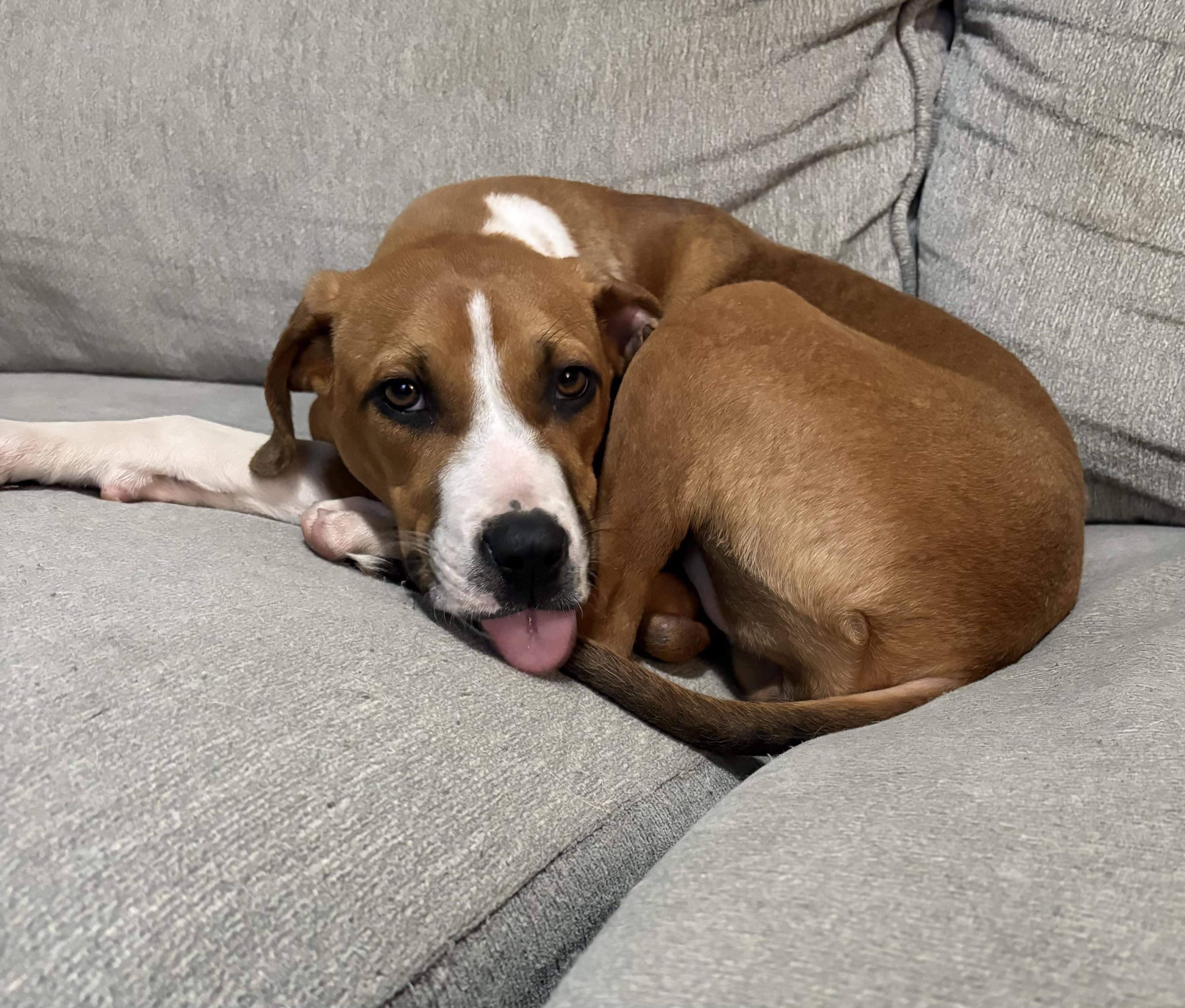 Penny, ADOPTABLE, Young Female Plott Hound & Rhodesian Ridgeback.