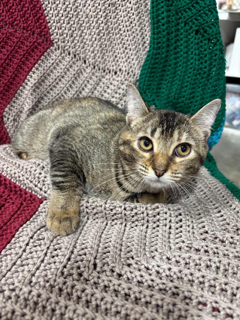 Lady Spicecake, Adopted, Young Female Domestic Short Hair.