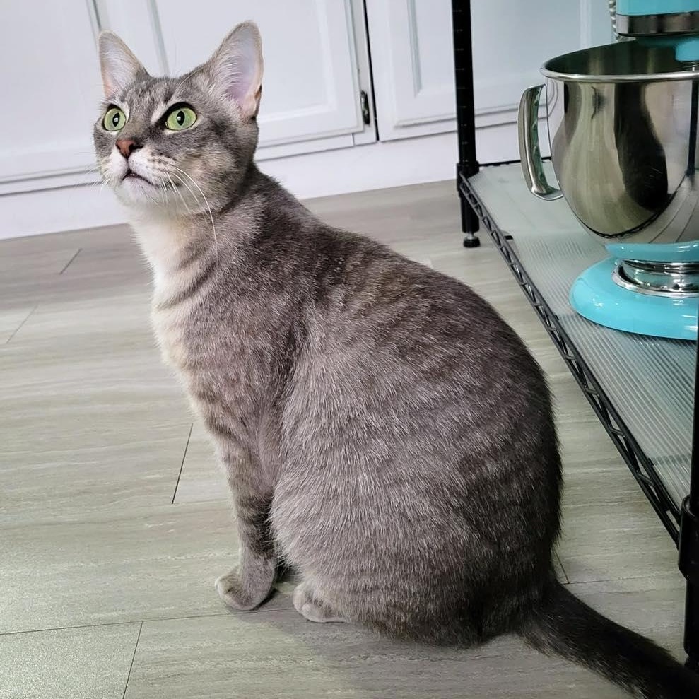 Dove , ADOPTABLE, Kitten Female Tabby.