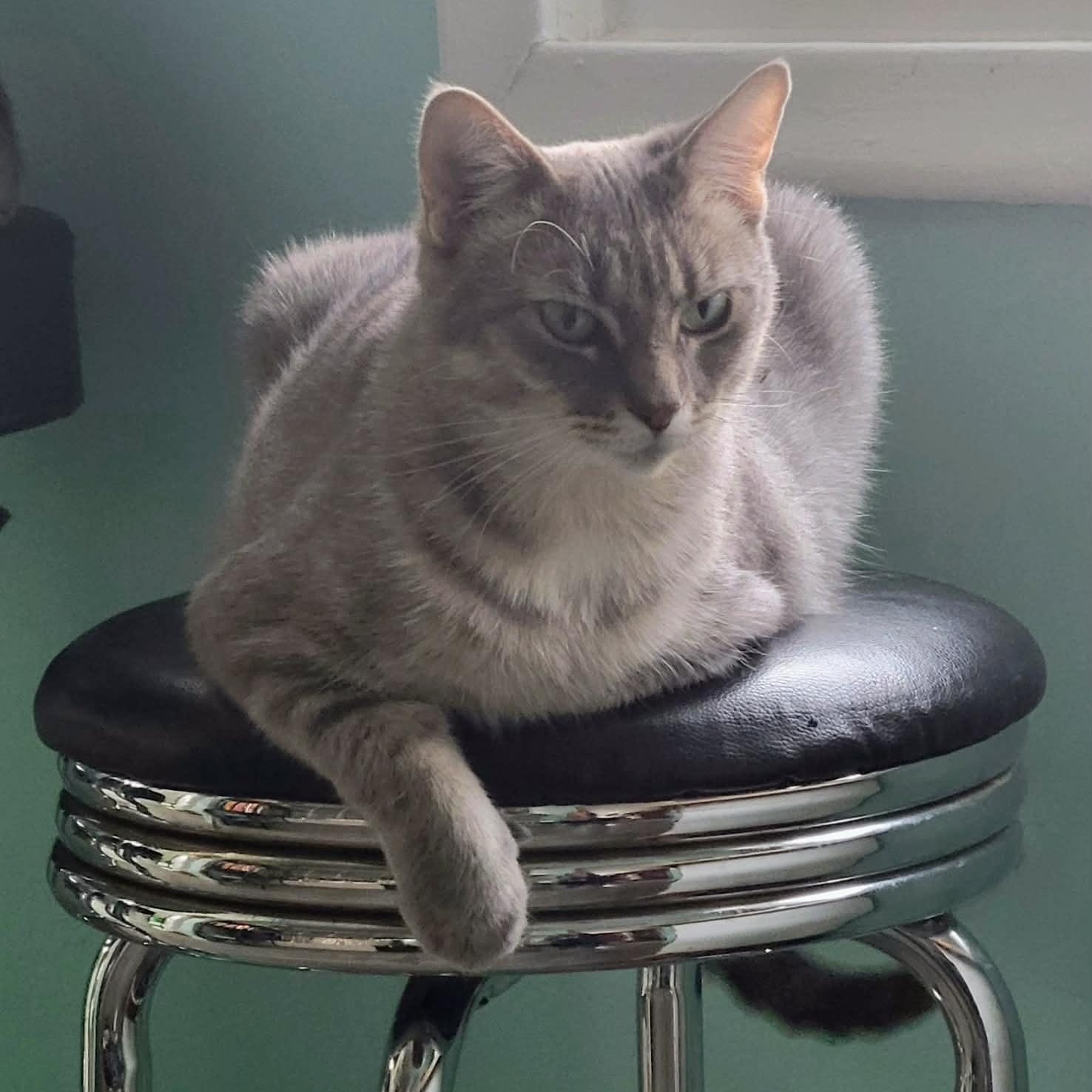 Enlarge Dove , a ADOPTABLE Tabby in Westland, MI image 3/5