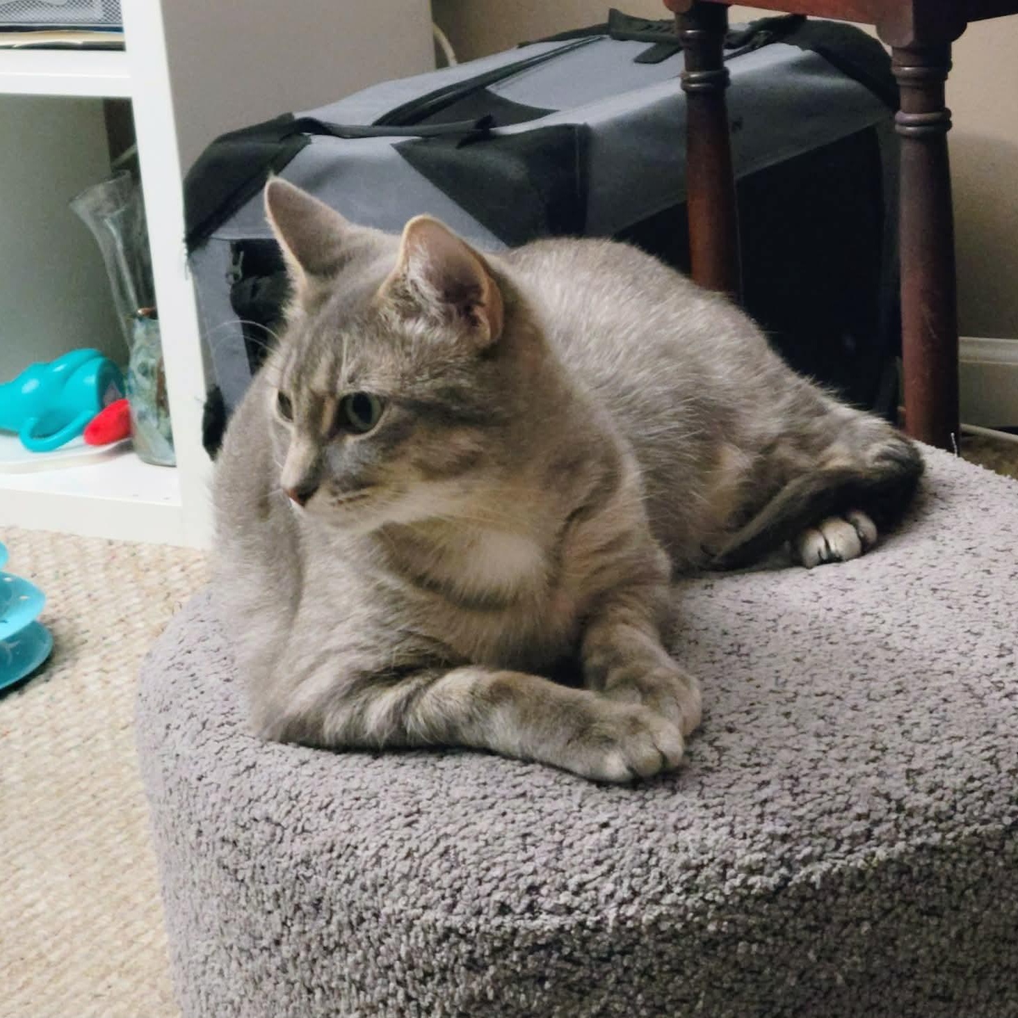 Enlarge Dove , a ADOPTABLE Tabby in Westland, MI image 5/5