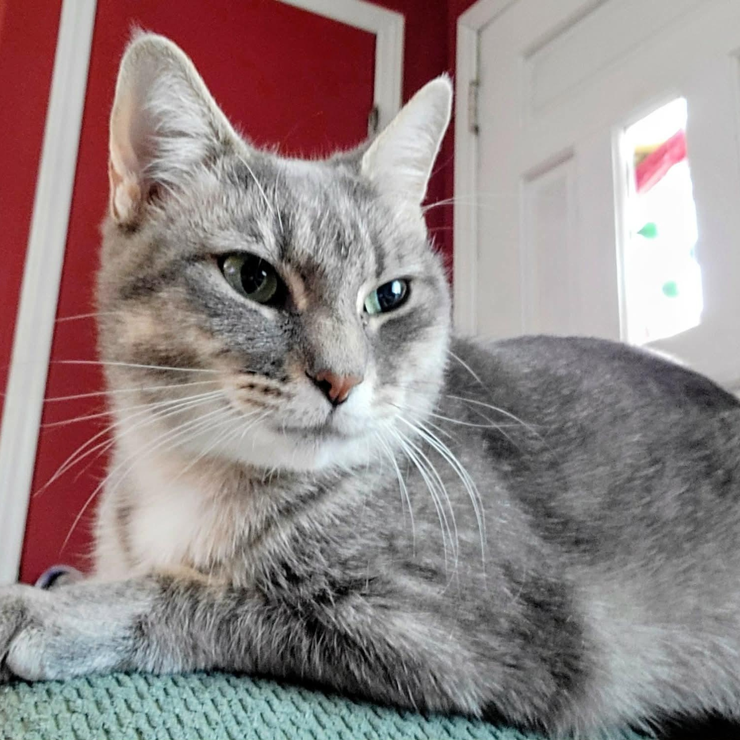 Enlarge Dove , a ADOPTABLE Tabby in Westland, MI image 4/5