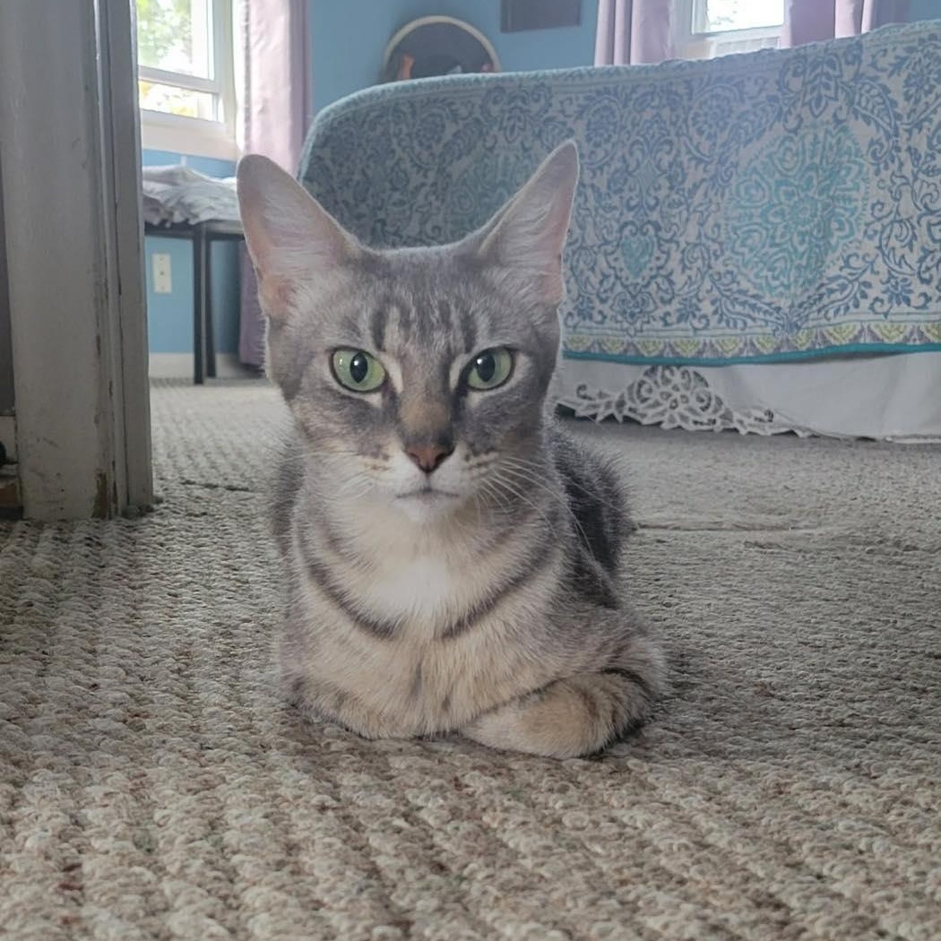 Enlarge Dove , a ADOPTABLE Tabby in Westland, MI image 2/5
