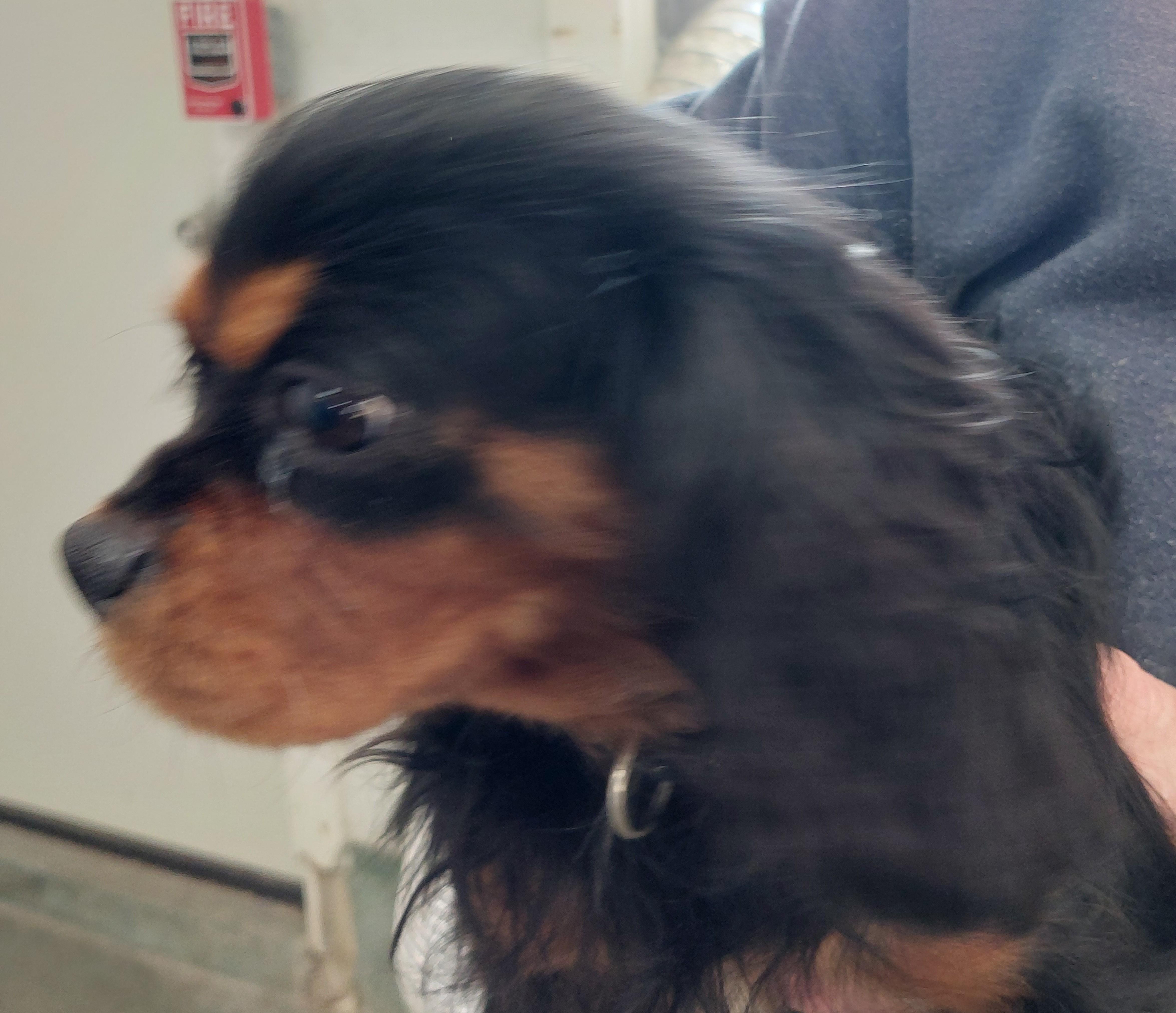 Reese, adopted, Adult Male Cavalier King Charles Spaniel.