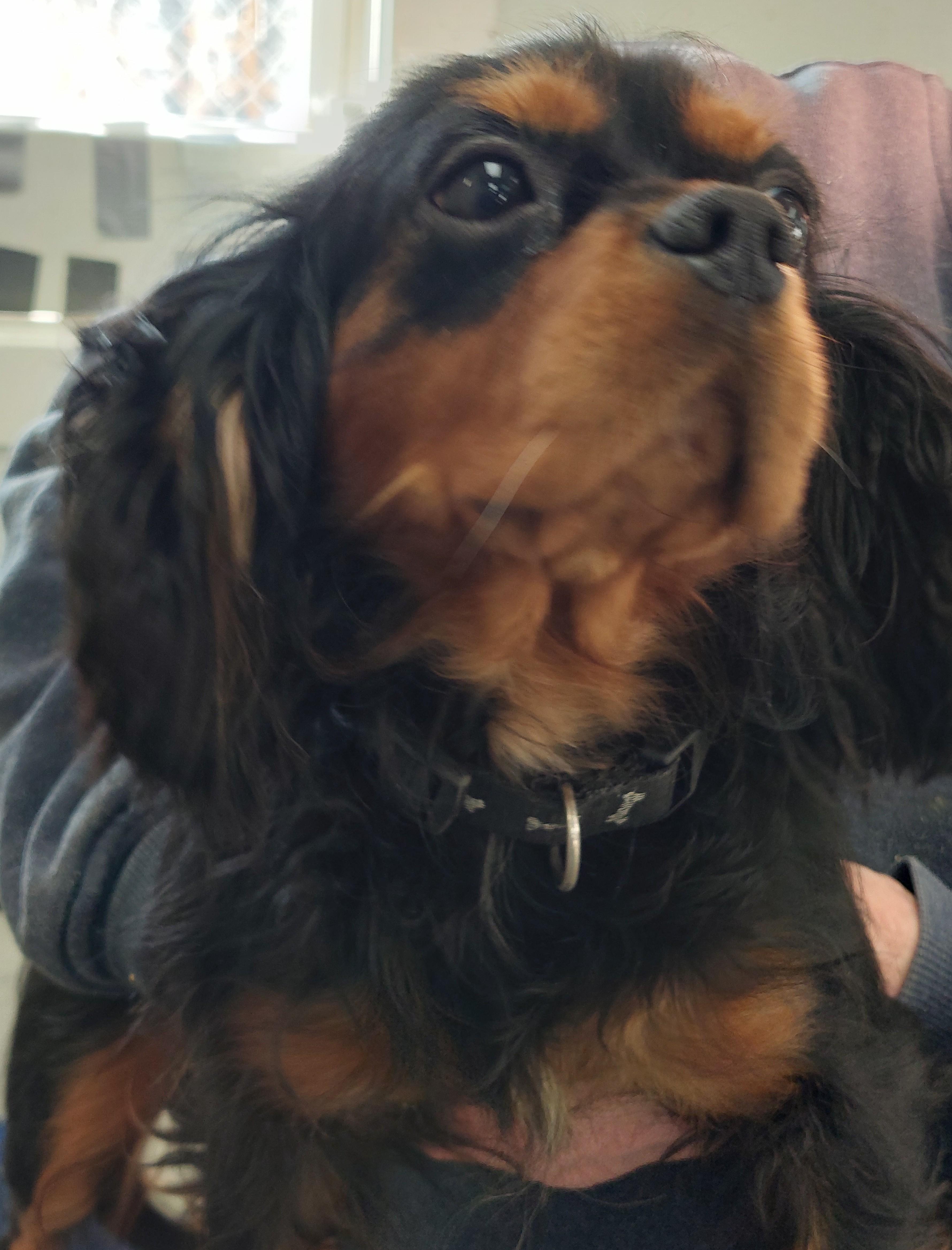 Reese, an adopted Cavalier King Charles Spaniel in Rehoboth, MA image 2/2