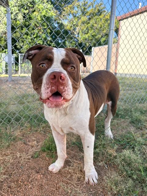 PORKCHOP, Adoptable, Adult Male Pit Bull Terrier.
