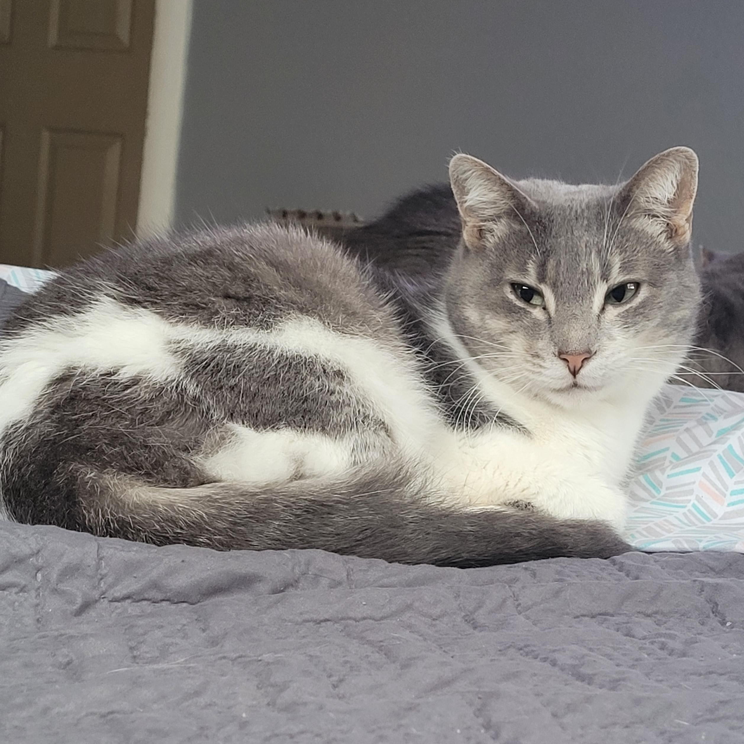 Enlarge Penny, a Adoptable American Shorthair in Tampa, FL image 1/1