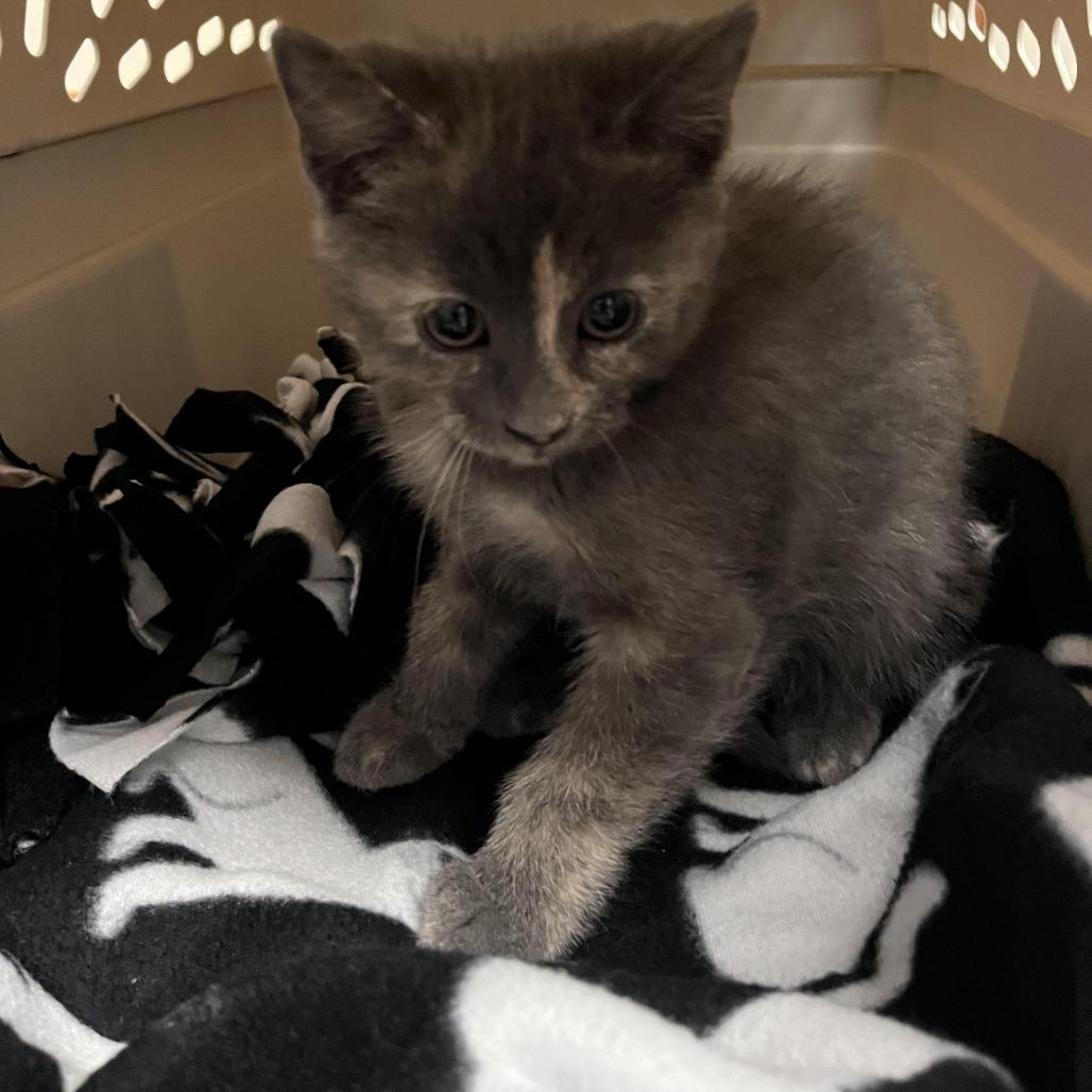 Enlarge Josie, a Adoptable Domestic Short Hair in Chaska, MN image 1/4