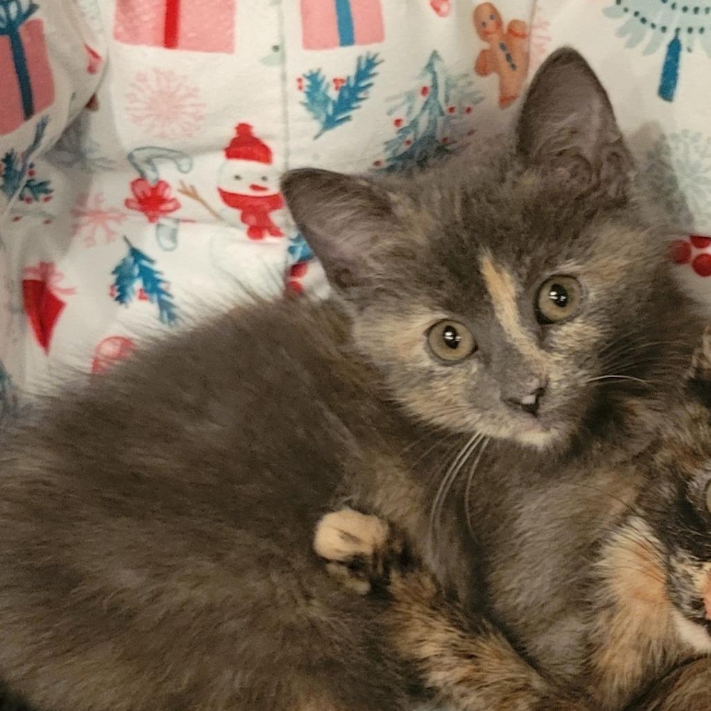 Enlarge Josie, a Adoptable Domestic Short Hair in Chaska, MN image 4/4