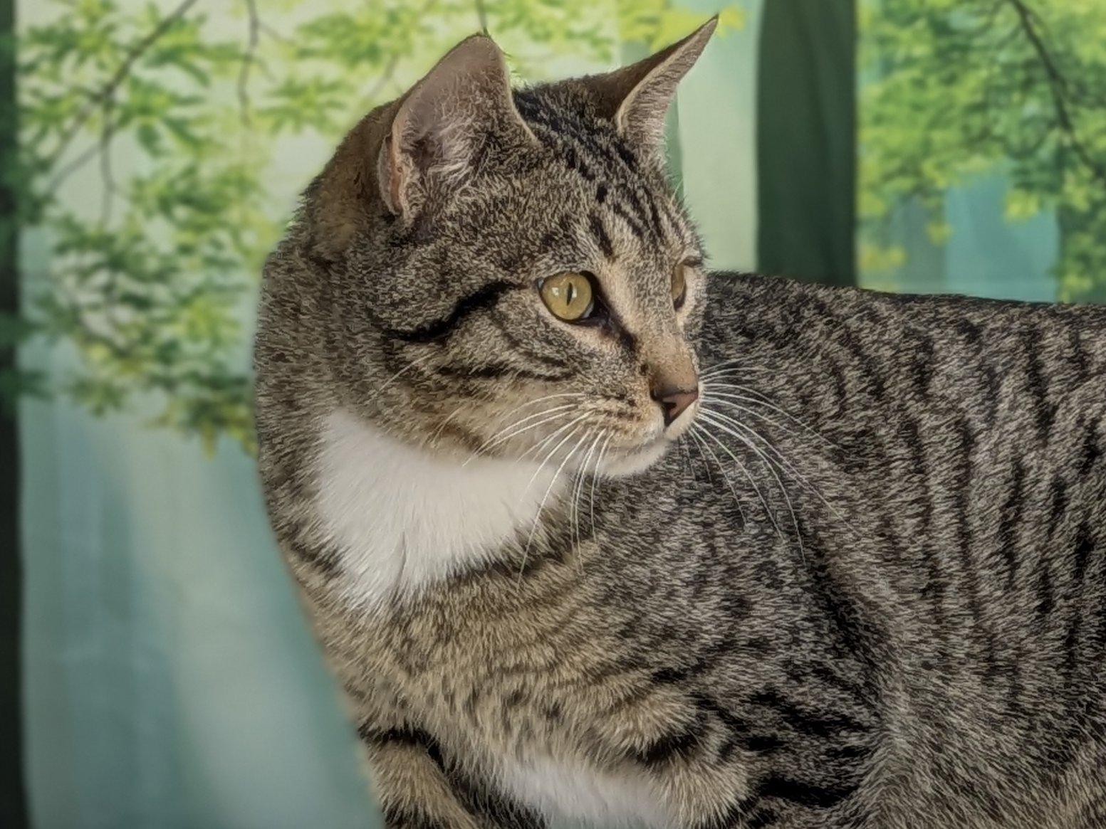 Enlarge Ace, an adopted mixed breed in Republic, WA image 4/6