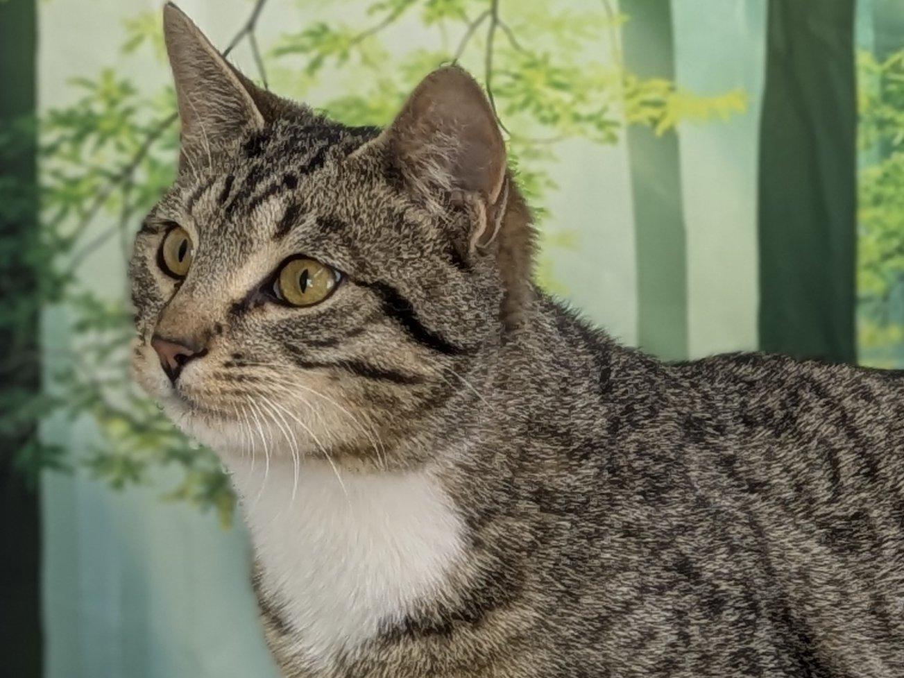 Enlarge Ace, an adopted mixed breed in Republic, WA image 1/6