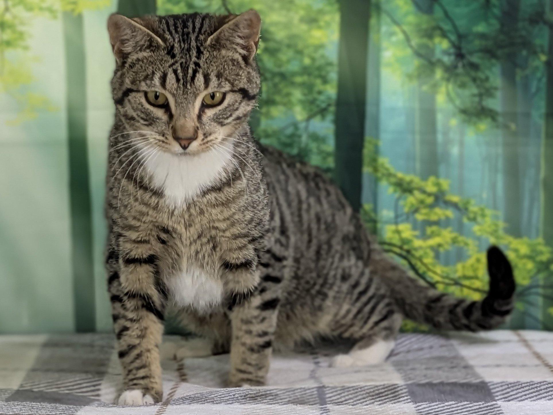 Enlarge Ace, an adopted mixed breed in Republic, WA image 5/6