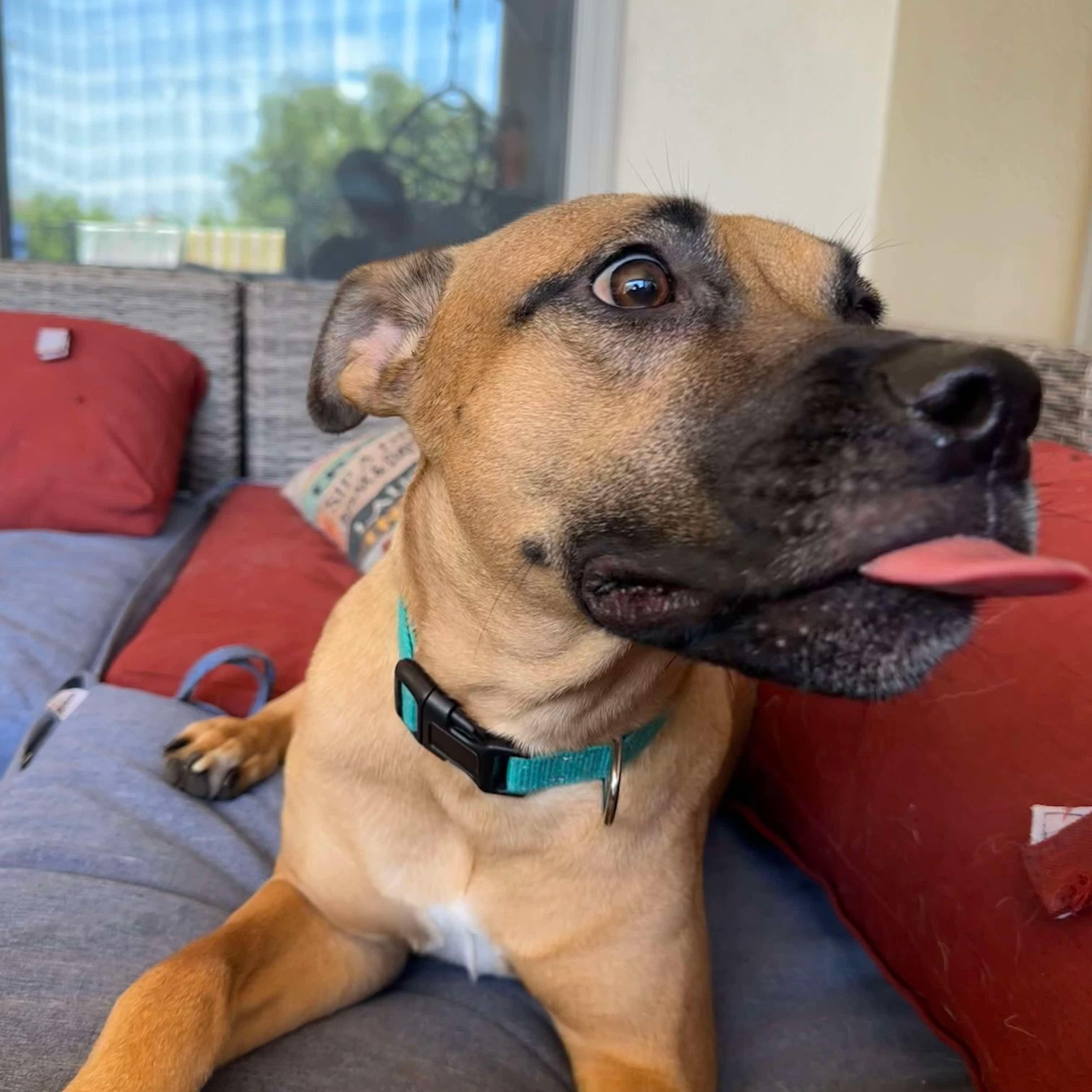 Scooby, Young Male unknown