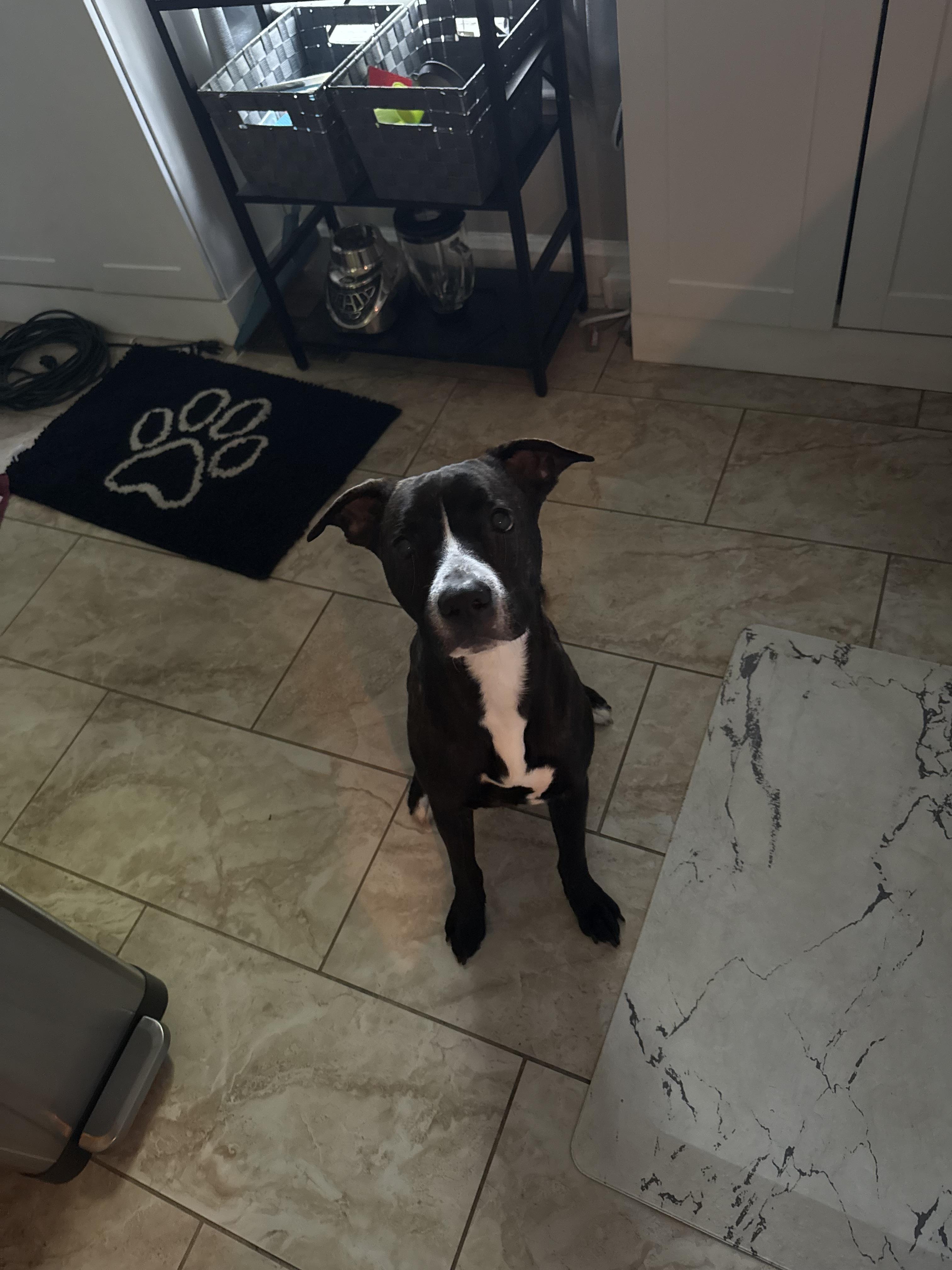 Enlarge Mason, an adopted mixed breed in Westminster, MD image 2/4