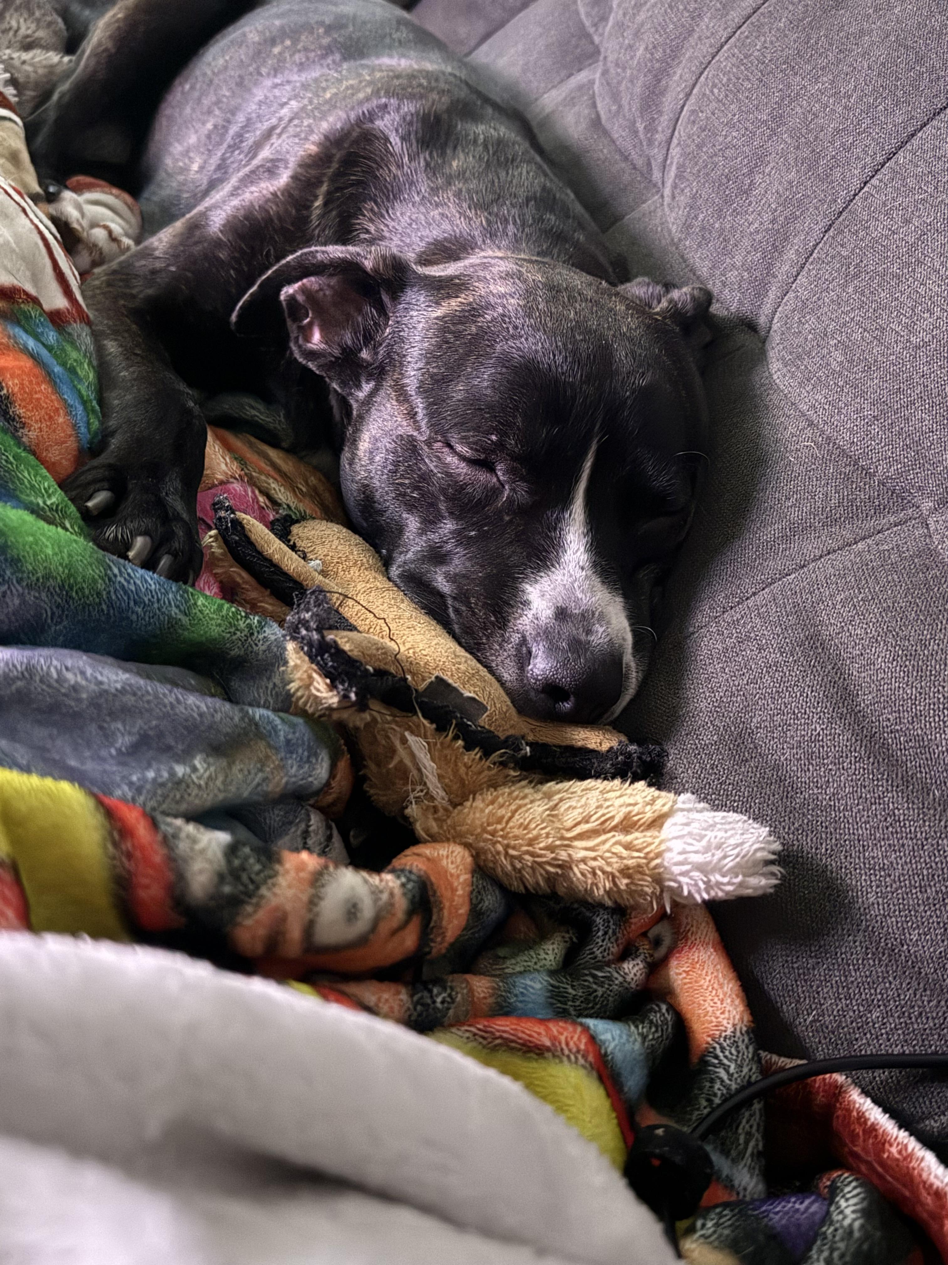Enlarge Mason, an adopted mixed breed in Westminster, MD image 4/4