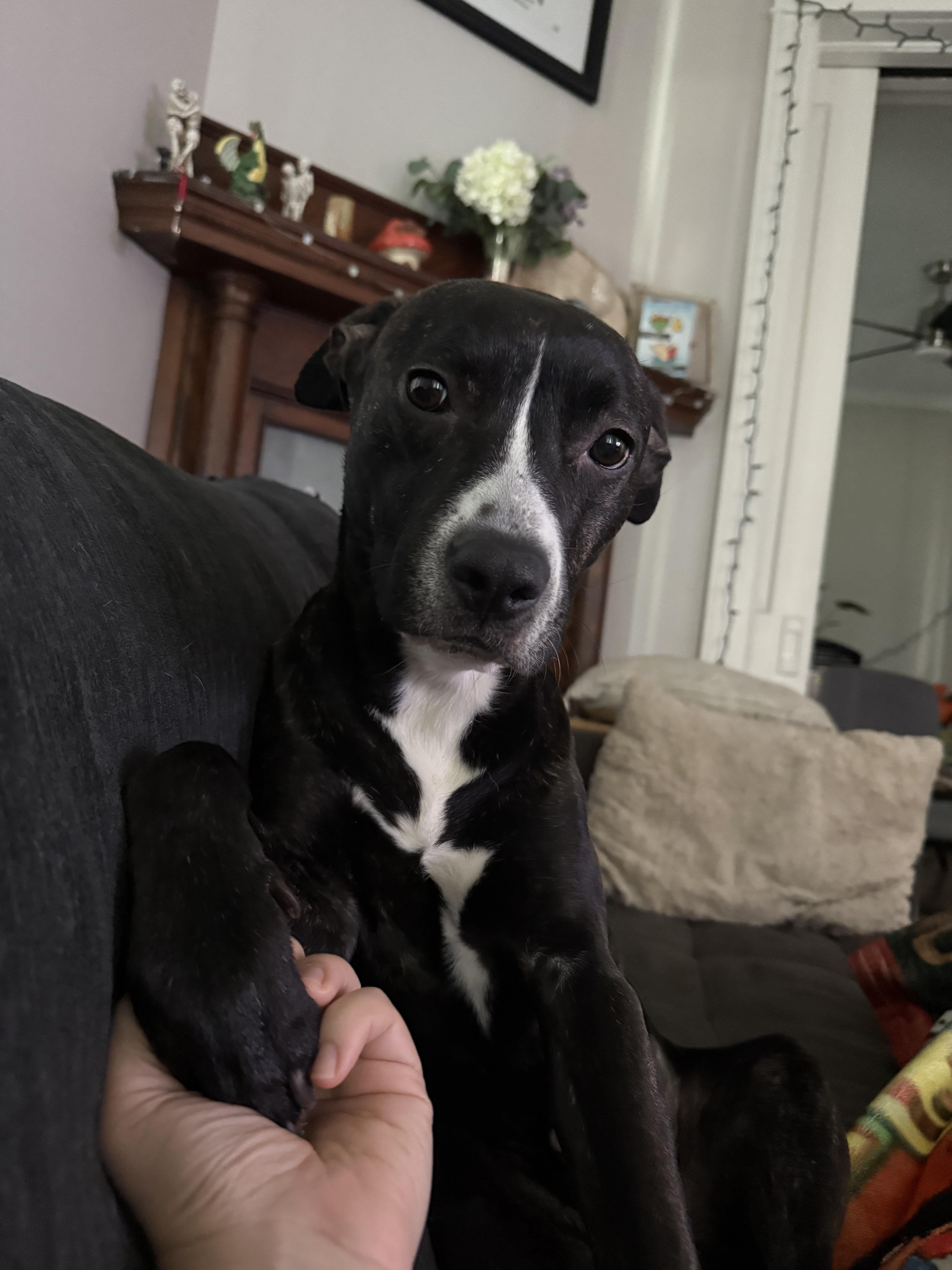 Enlarge Mason, an adopted mixed breed in Westminster, MD image 1/4