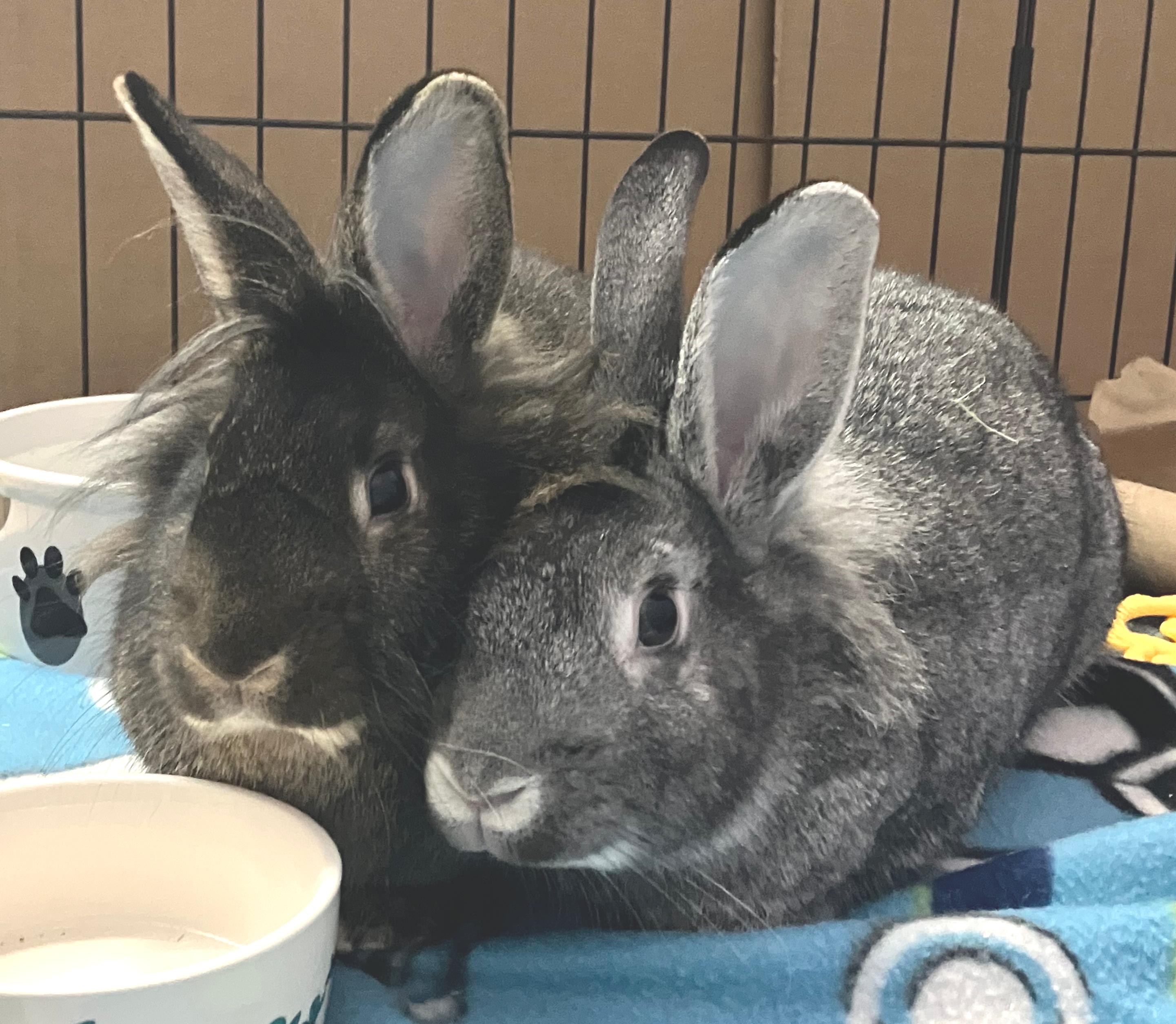 Enzo & Ezra, adopted, Young Female Lionhead.