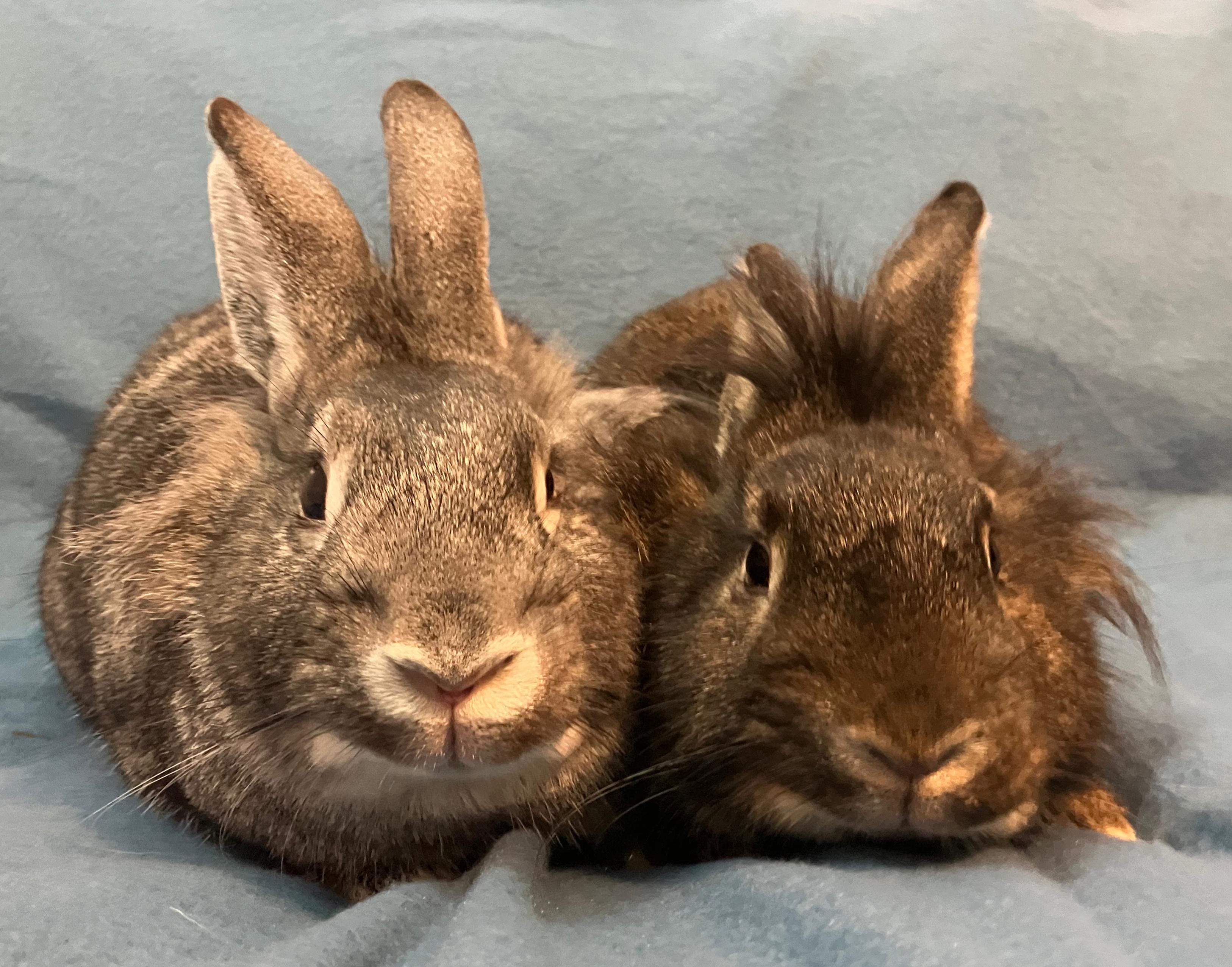 Enlarge Enzo & Ezra, an adopted mixed breed in Oshkosh, WI image 4/5