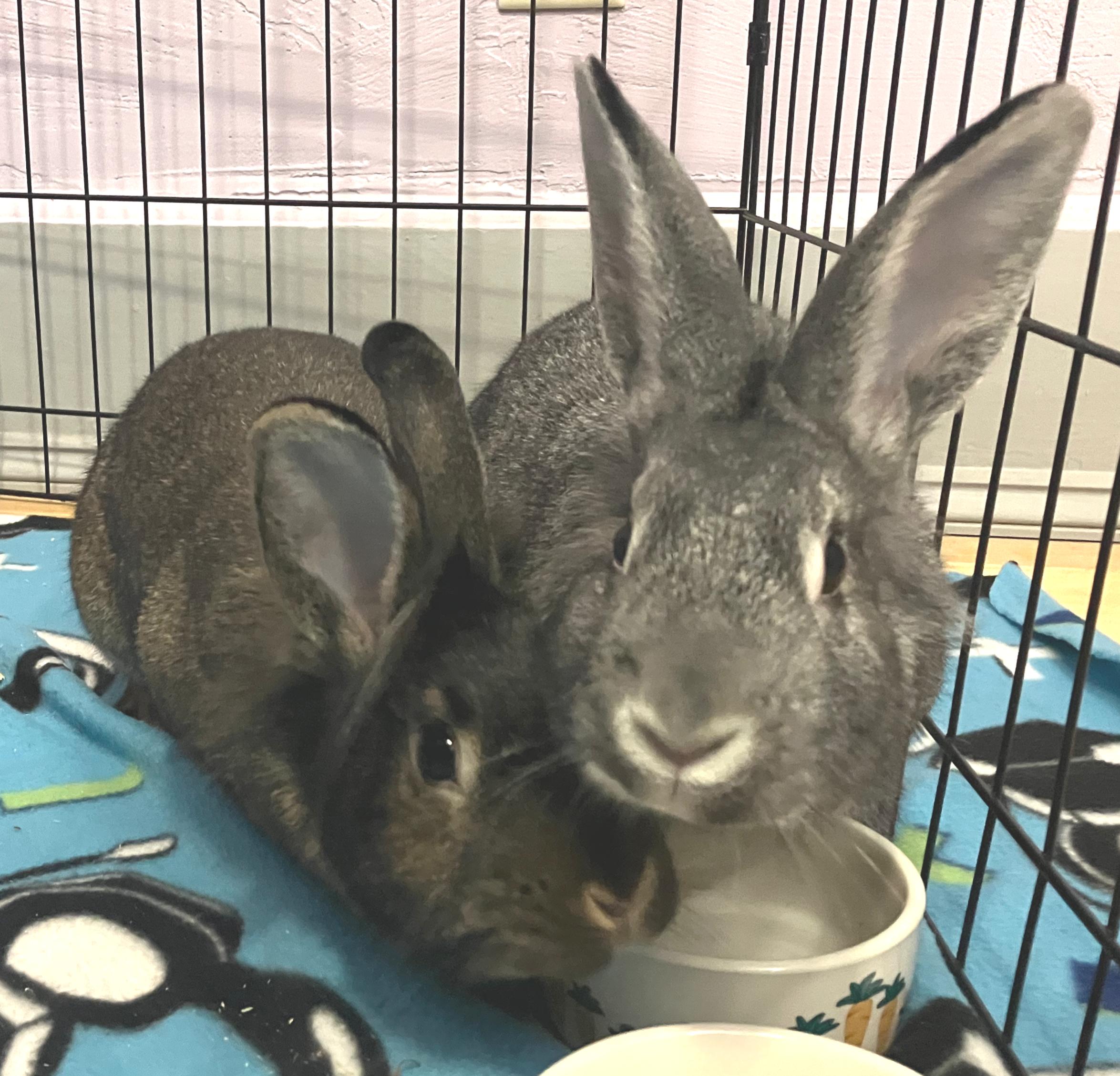 Enlarge Enzo & Ezra, an adopted mixed breed in Oshkosh, WI image 2/5