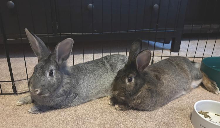 Enlarge Enzo & Ezra, an adopted mixed breed in Oshkosh, WI image 3/5