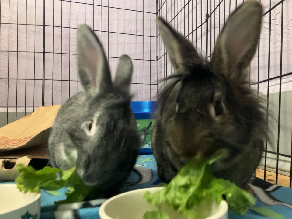 Enlarge Enzo & Ezra, an adopted mixed breed in Oshkosh, WI video 5/5