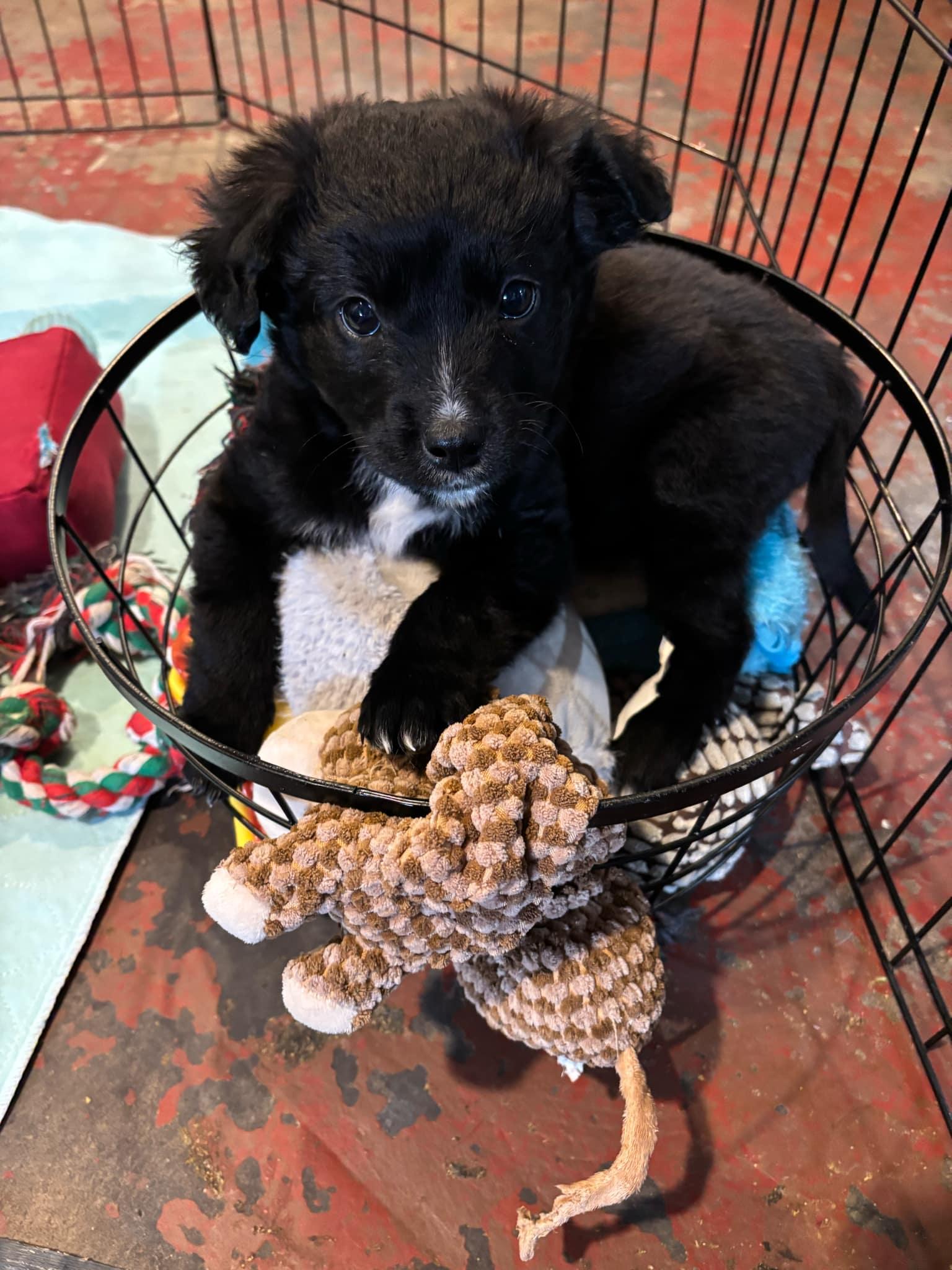 Agnes Ruth, a Adopted Mixed Breed in Kenosha, WI image 1/4