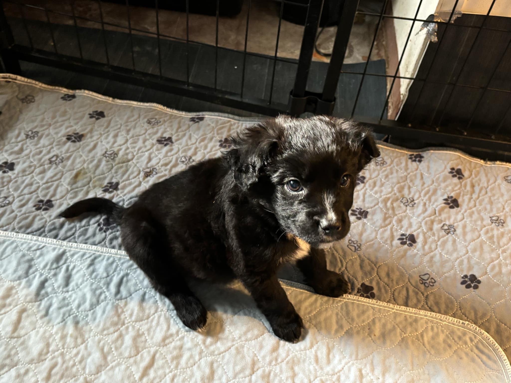 Agnes Ruth, a Adopted Mixed Breed in Kenosha, WI image 2/4